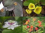 Galapagos 5-1-03 Puerto Ayora Darwin Research Station Flowers Here are some of the flowers at the Darwin Research Station on Santa Cruz, including the passionflower and the yellow prickly pear flower.